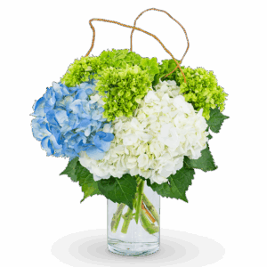 Hydrangea Perfection